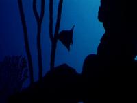 "Ocean Invaders" Official Trailer thumbnail